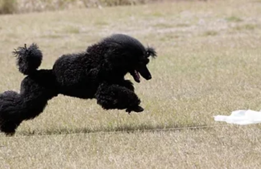 Lure Coursing (Sachiel Poodles)