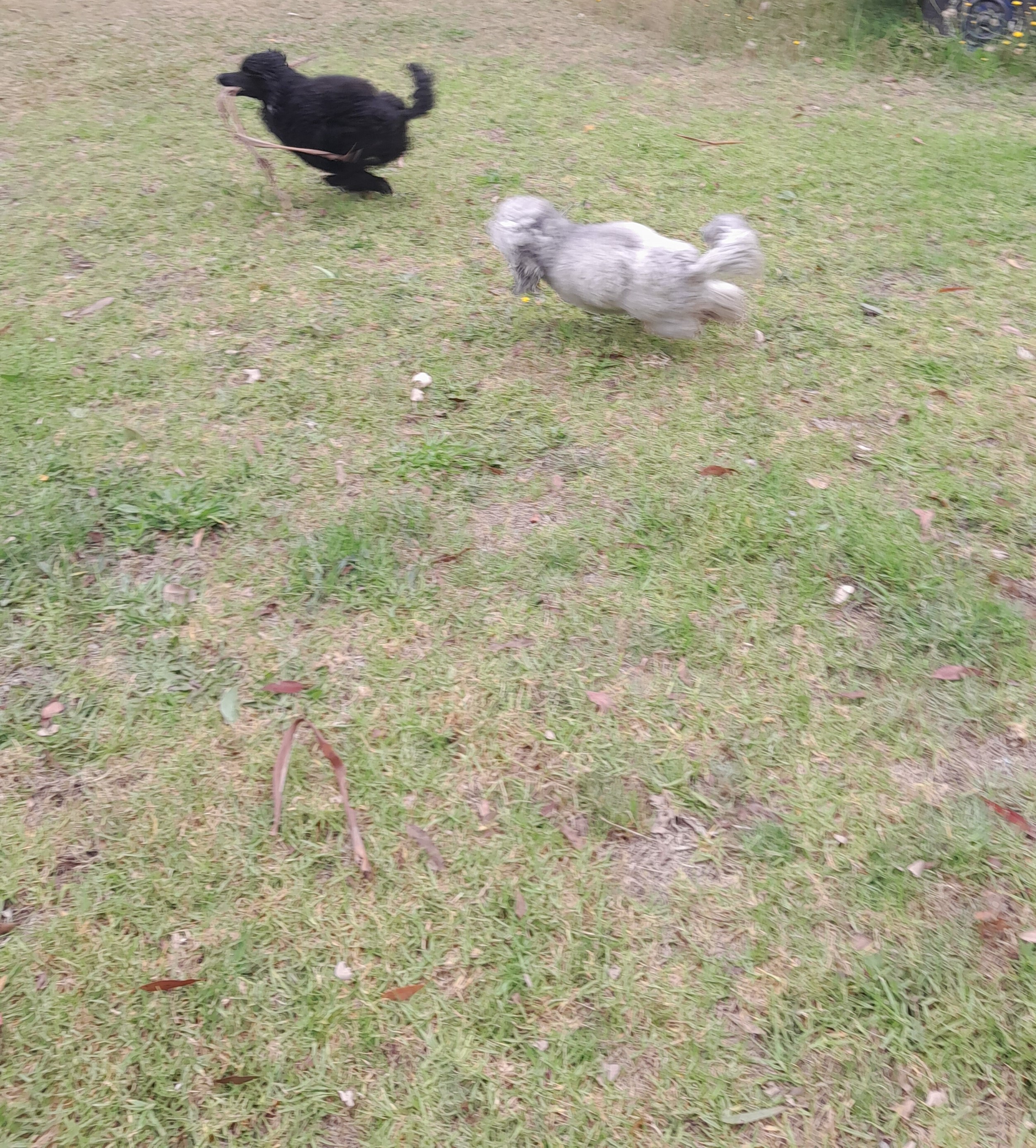 Zoomies