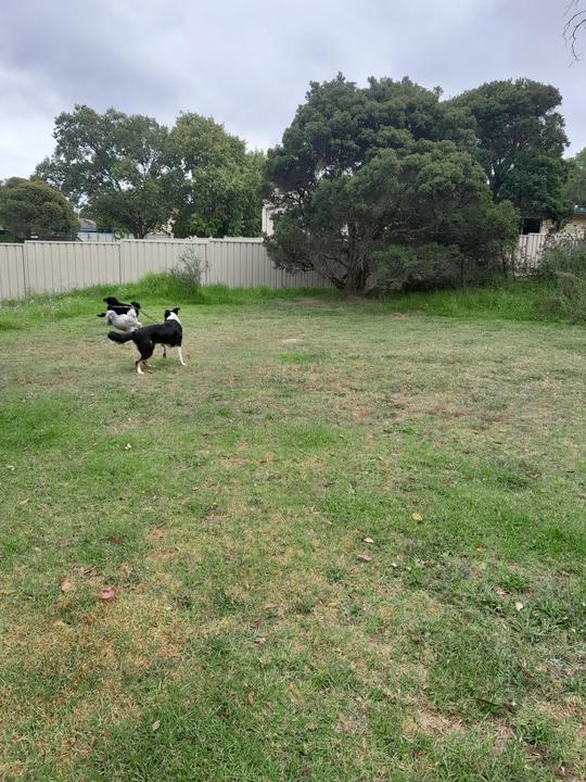 Social Time Running in the Back Yard