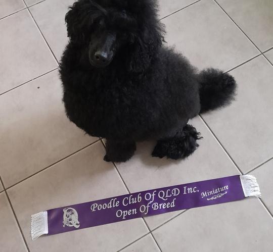 Shadow with Poodle Club Ribbon